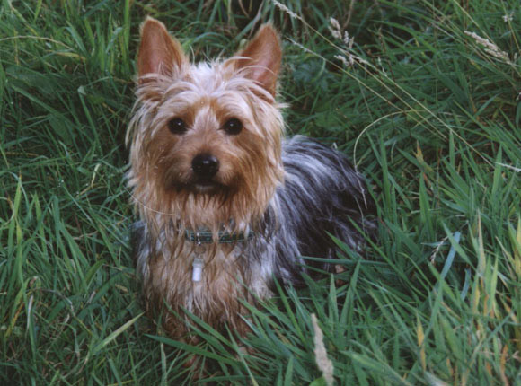  - 236_Australian-Silky-Terrier_7