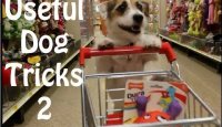 Useful Dog Tricks 2 performed by Jesse the Jack Russell Terrier