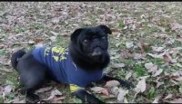 Pug Dog tricks????????????????Pug????