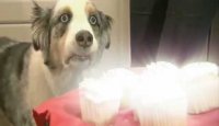 Dramatic Cupcake Dog - Revelation